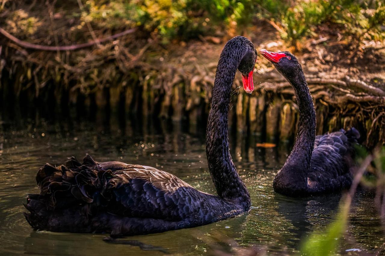 Hotel Marinela Sofia Esterno foto Black swans