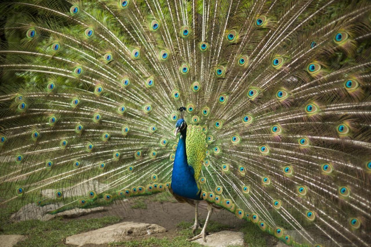 Hotel Marinela Sofia Esterno foto Peacock